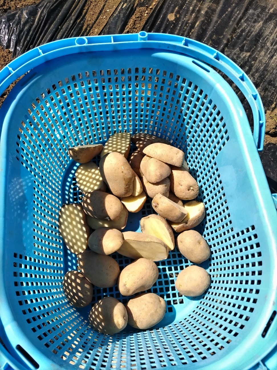 f:id:ikukyuchu:20240310145723j:image