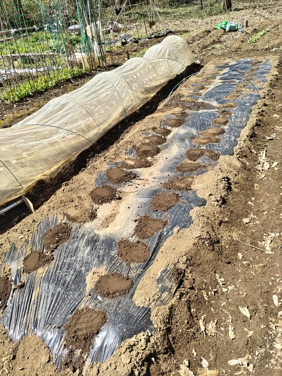 f:id:ikukyuchu:20240310220139j:image