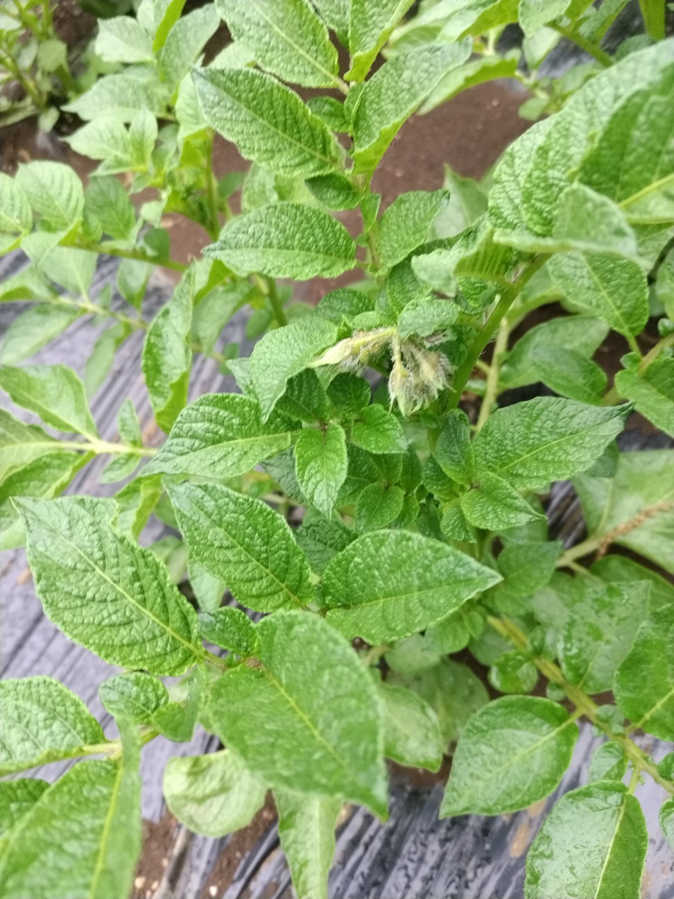 f:id:ikukyuchu:20240424200316j:image