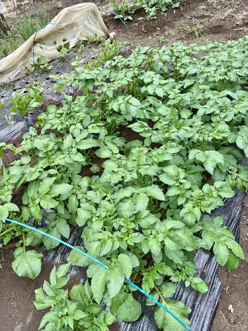 f:id:ikukyuchu:20240424200334j:image