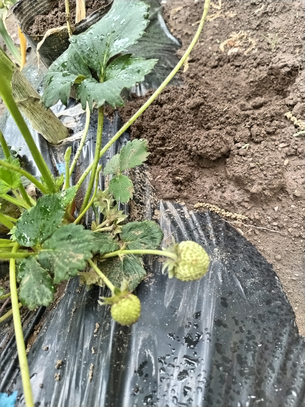 f:id:ikukyuchu:20240424200401j:image