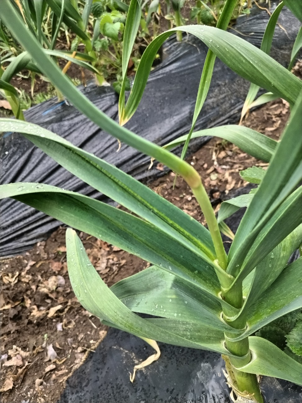 f:id:ikukyuchu:20240424200433j:image