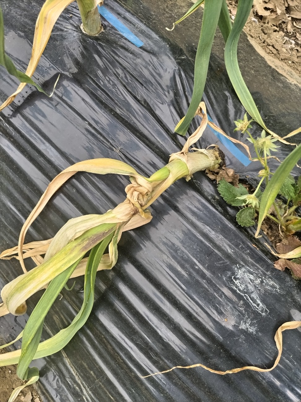 f:id:ikukyuchu:20240424200451j:image