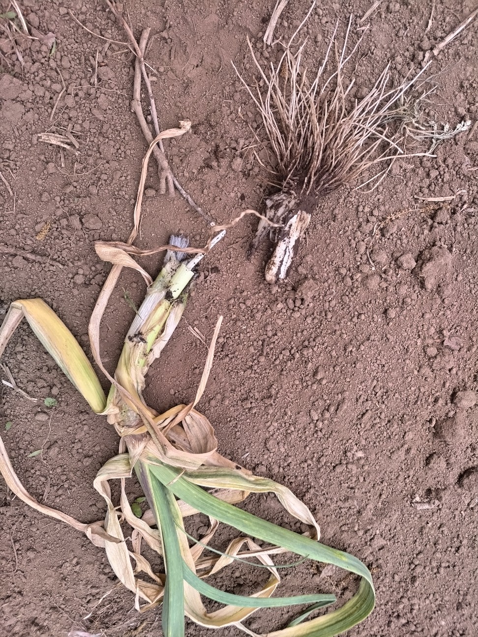 f:id:ikukyuchu:20240424200514j:image