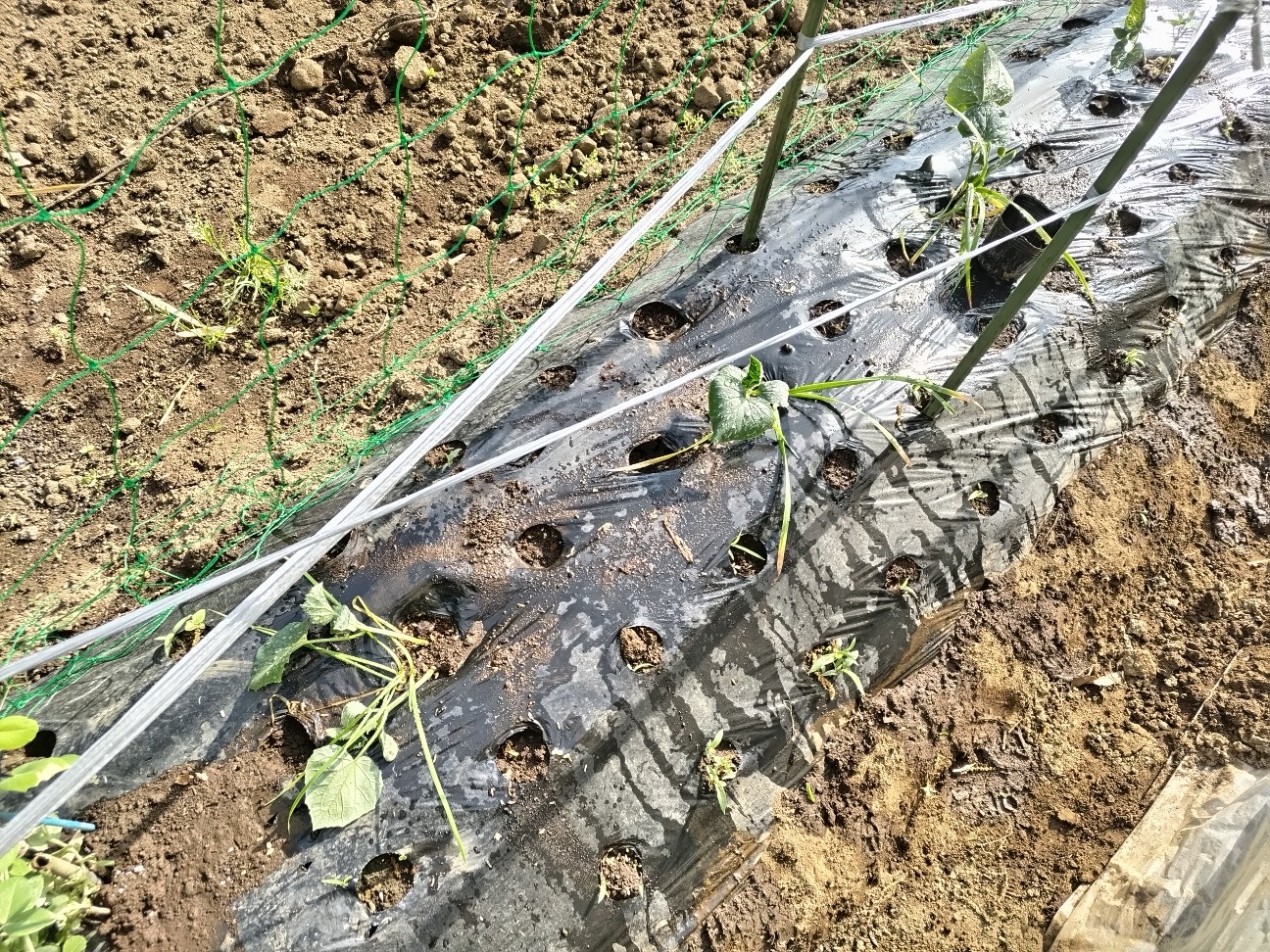 f:id:ikukyuchu:20240429090440j:image