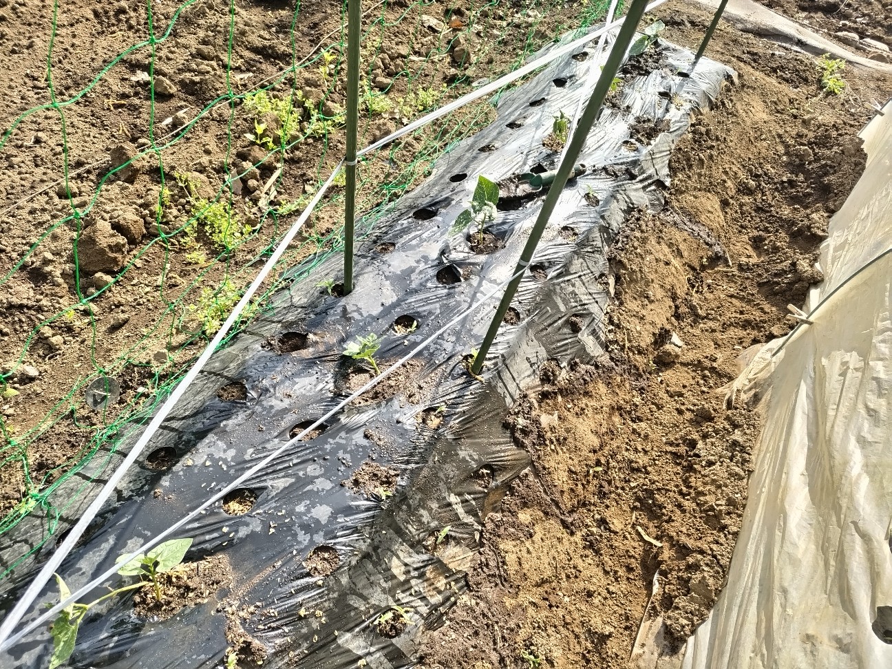 f:id:ikukyuchu:20240429090455j:image