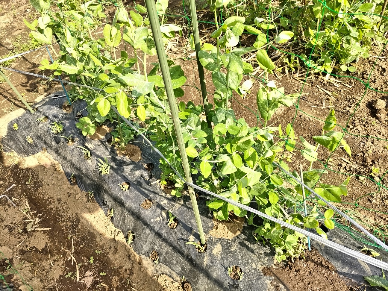 f:id:ikukyuchu:20240429090552j:image