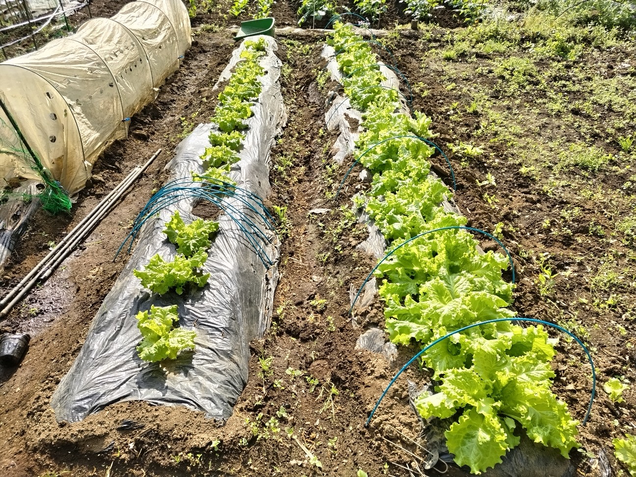 f:id:ikukyuchu:20240429091013j:image