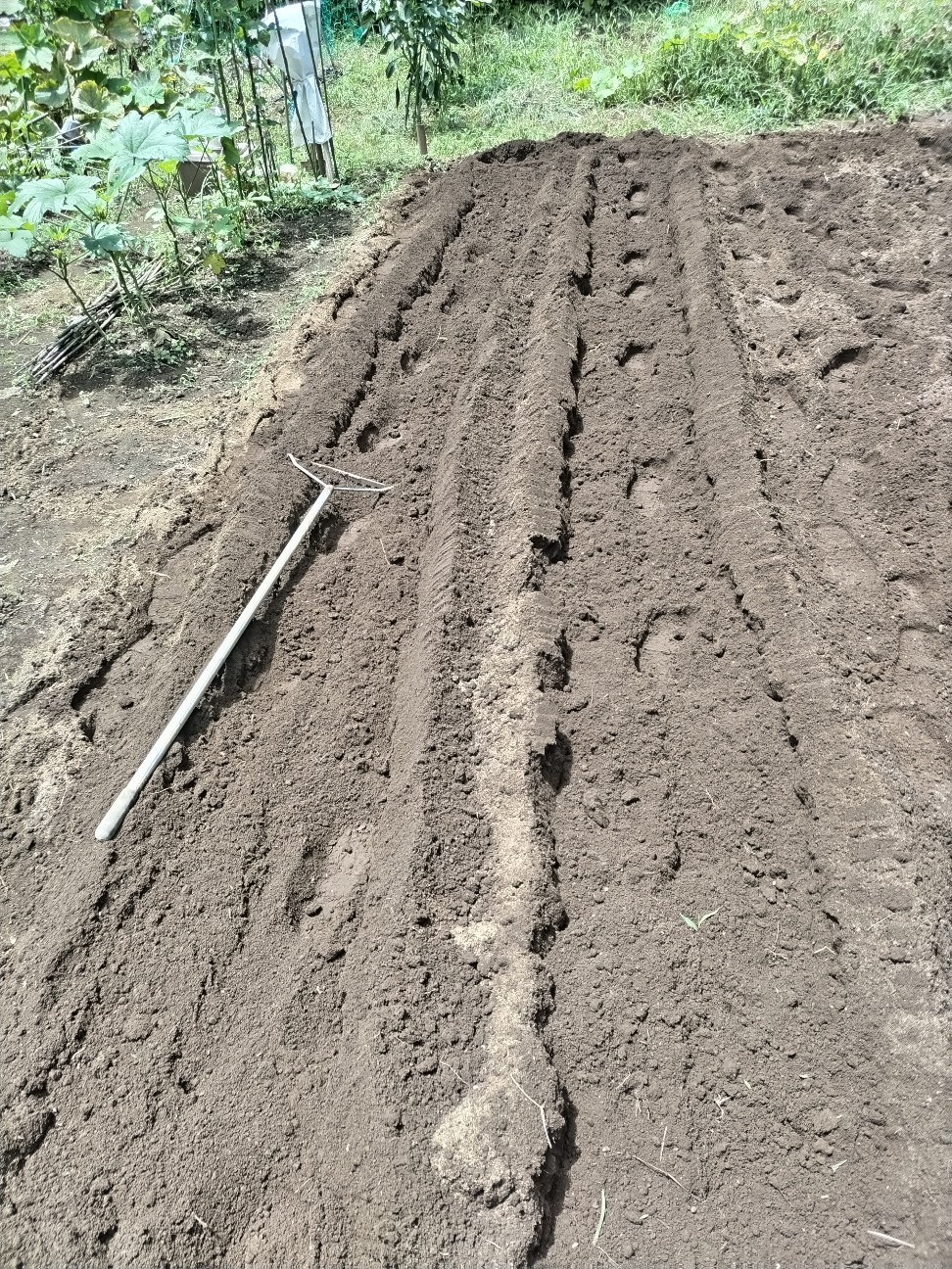 f:id:ikukyuchu:20240720084107j:image