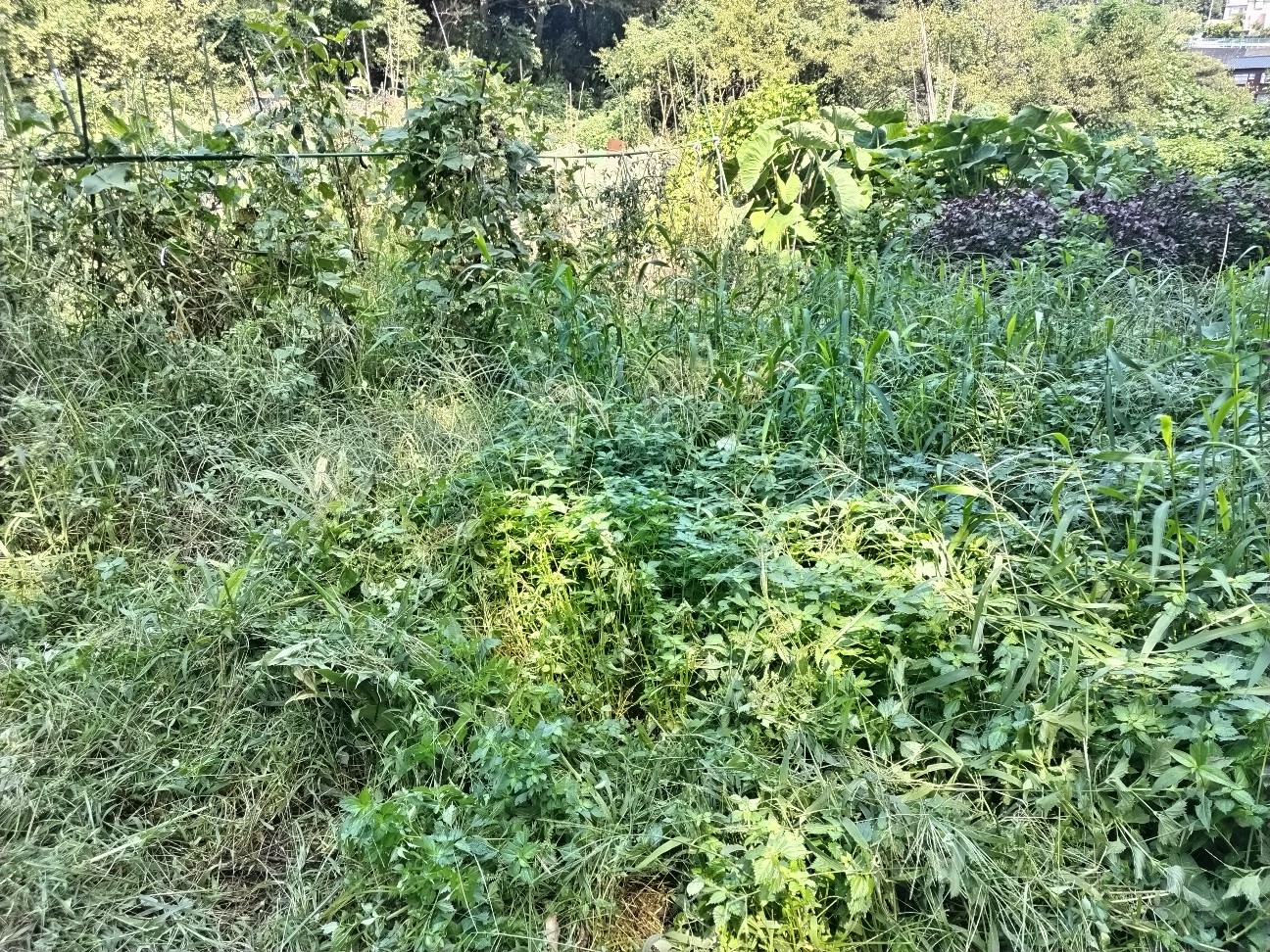 f:id:ikukyuchu:20240916204850j:image