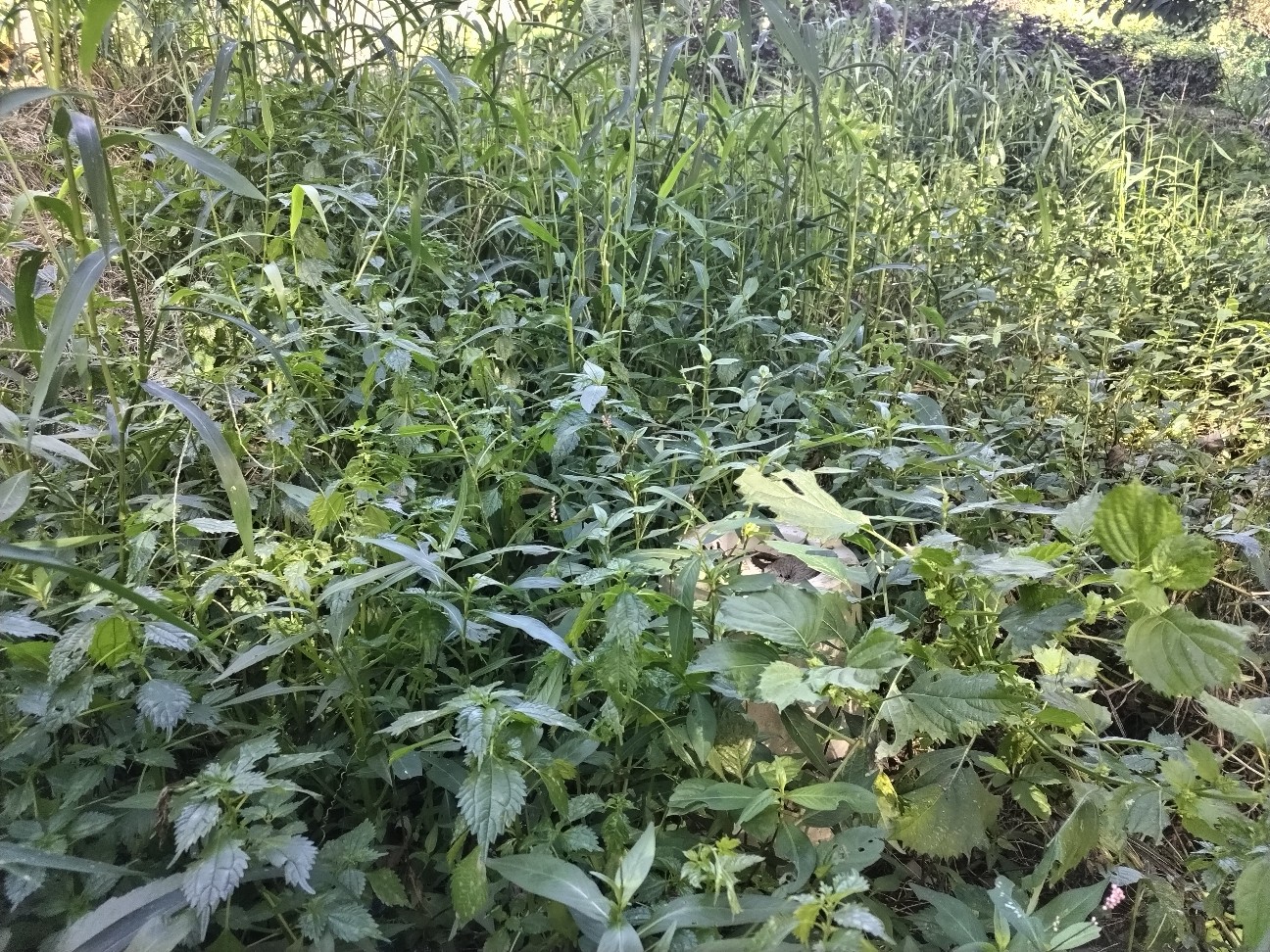 f:id:ikukyuchu:20240916204956j:image