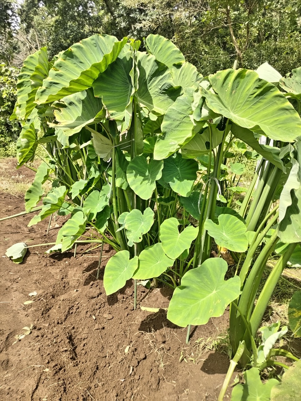 f:id:ikukyuchu:20240920121932j:image