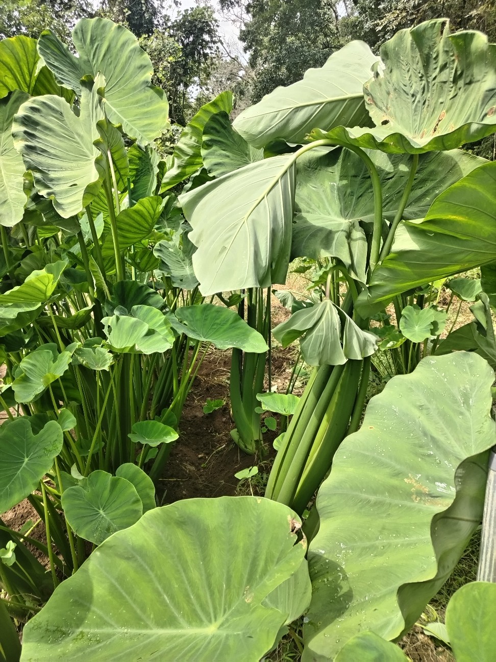 f:id:ikukyuchu:20240920122053j:image