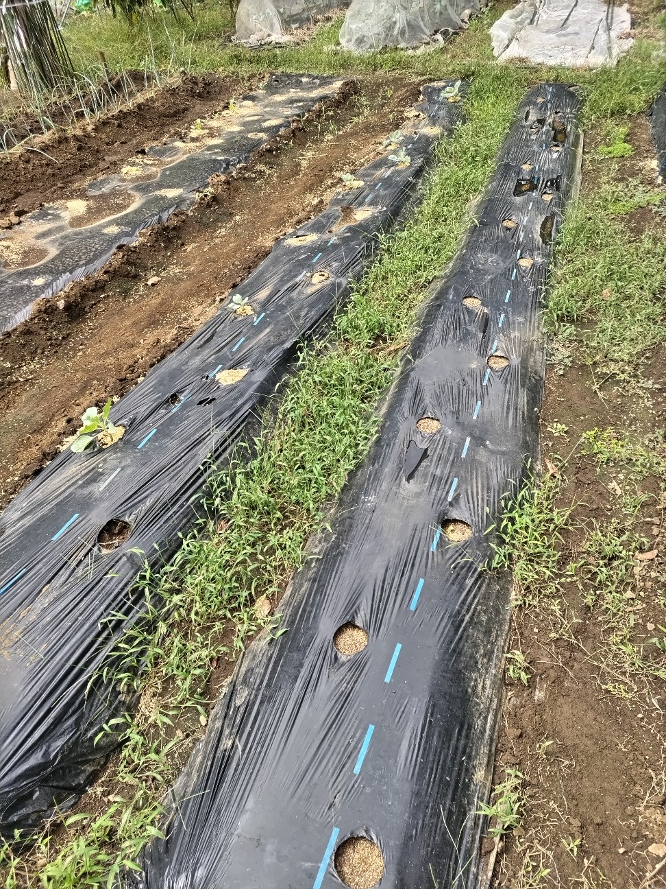 f:id:ikukyuchu:20240920123335j:image