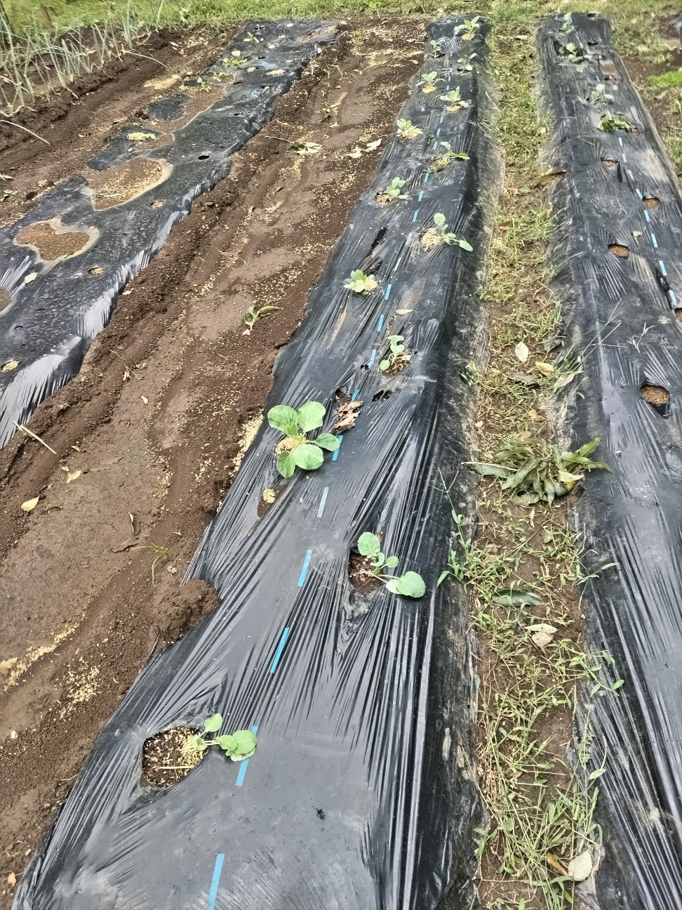 f:id:ikukyuchu:20240920123500j:image