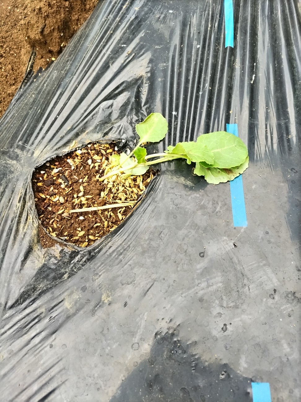 f:id:ikukyuchu:20240920123524j:image