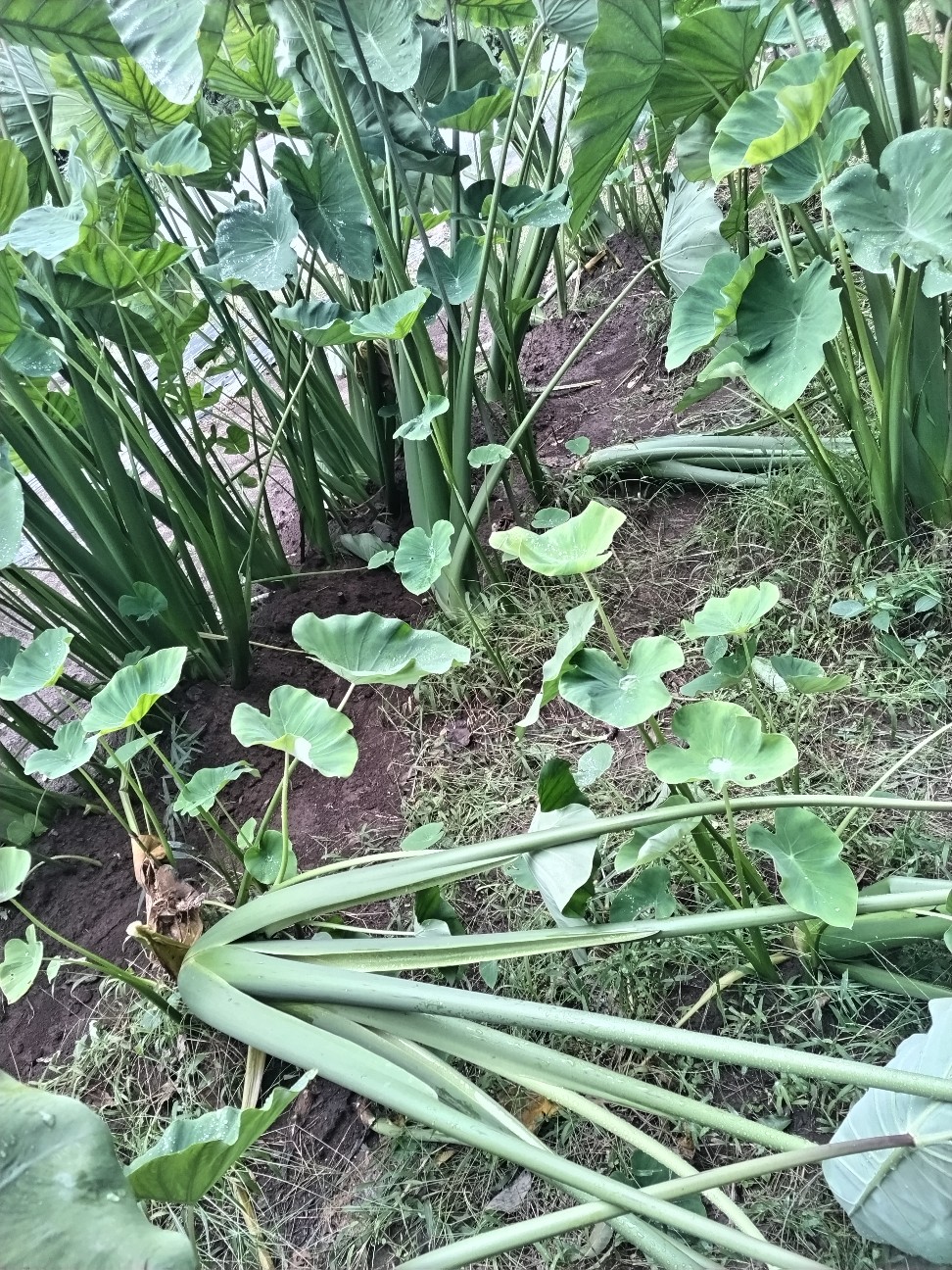 f:id:ikukyuchu:20240920123606j:image