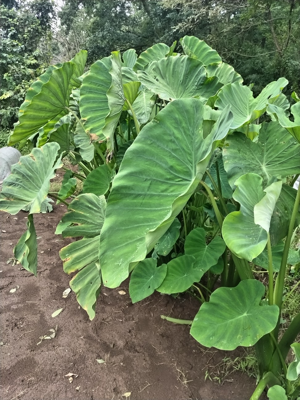 f:id:ikukyuchu:20240920123632j:image