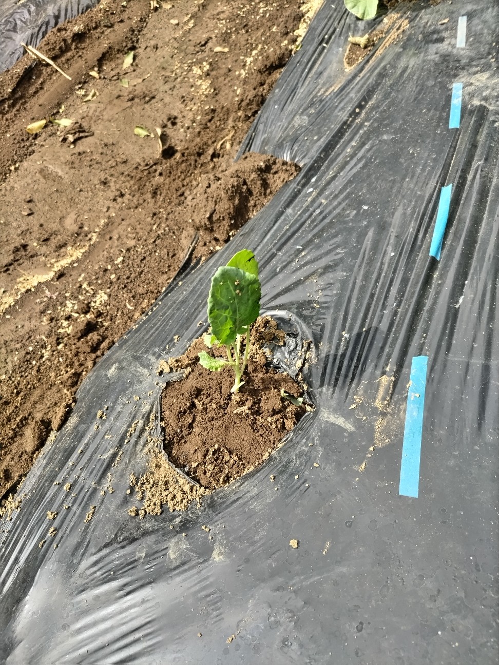 f:id:ikukyuchu:20240920123805j:image