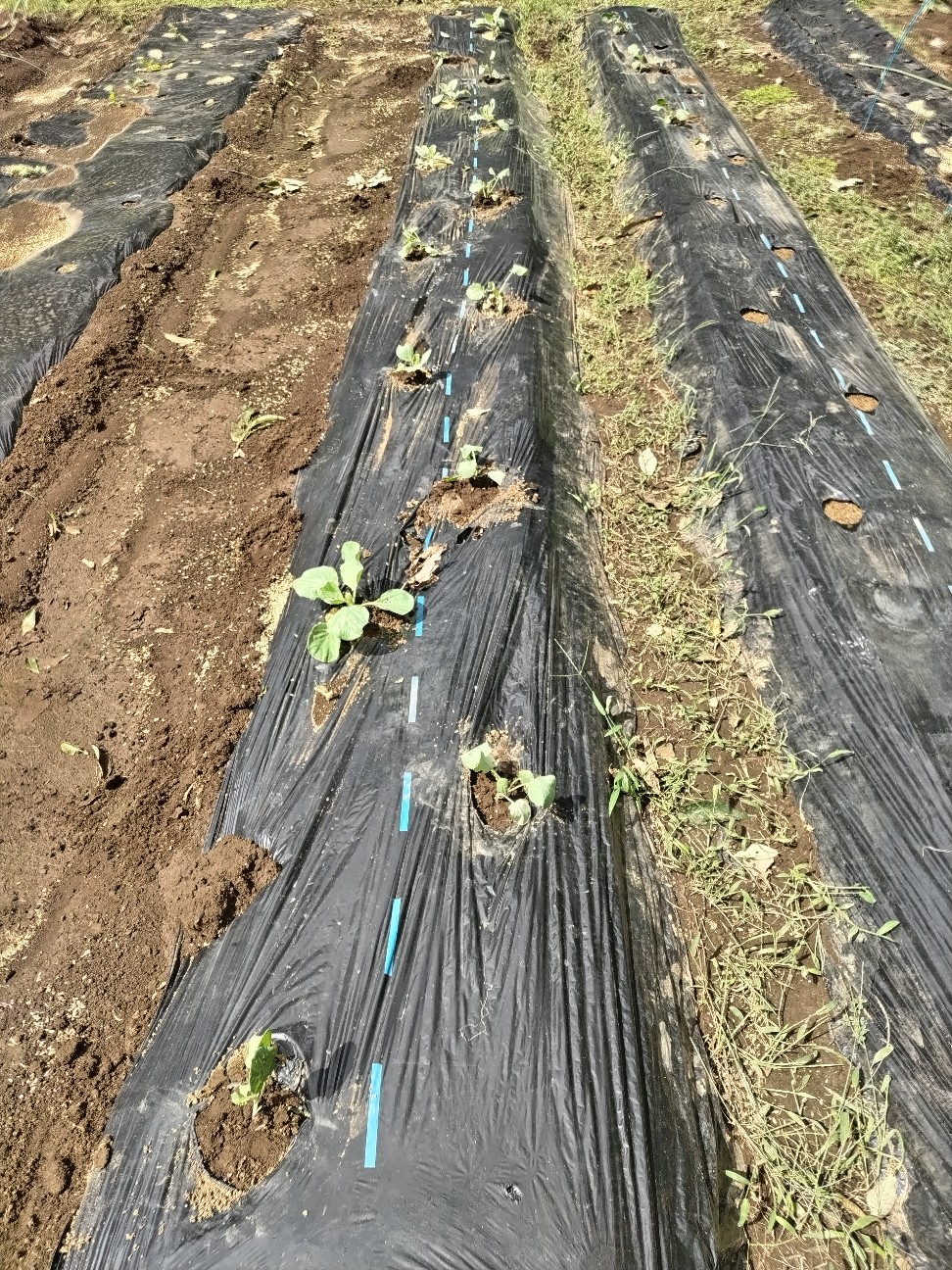 f:id:ikukyuchu:20240920123841j:image