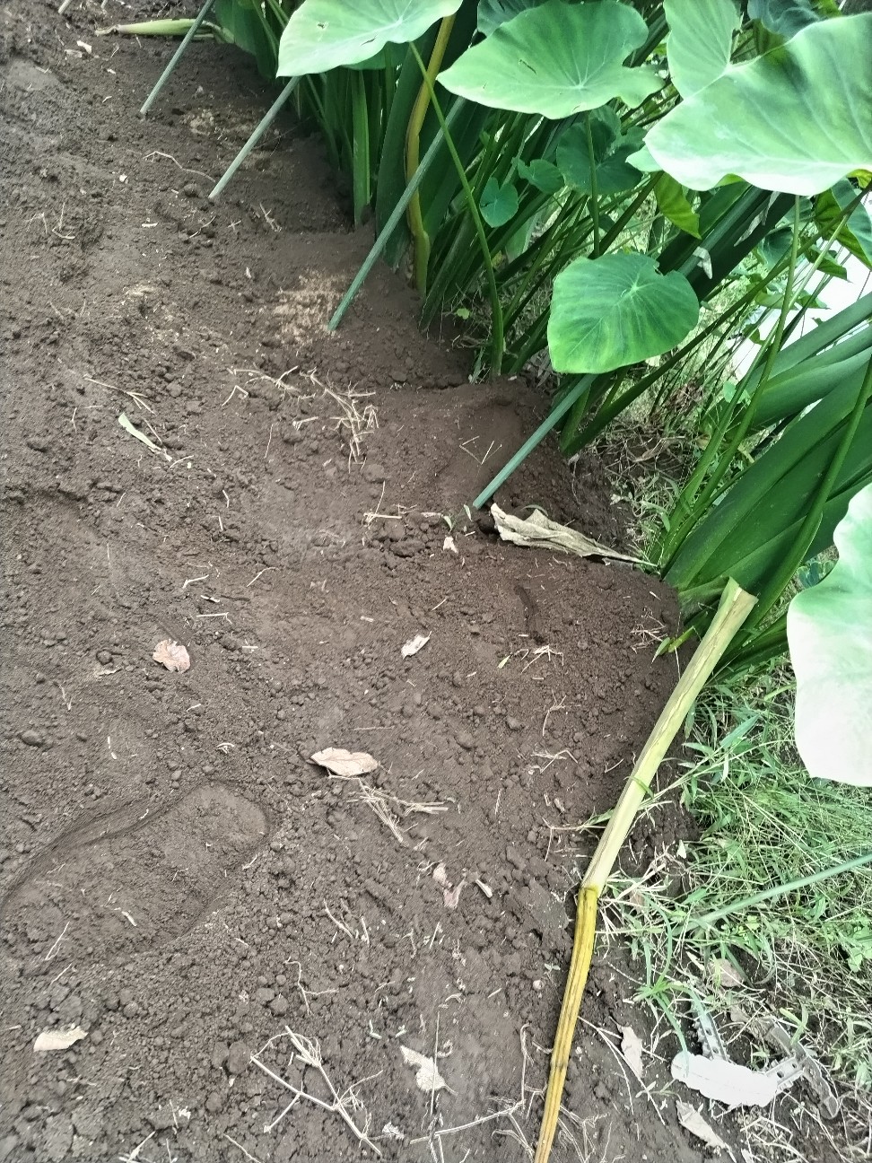 f:id:ikukyuchu:20241002193740j:image