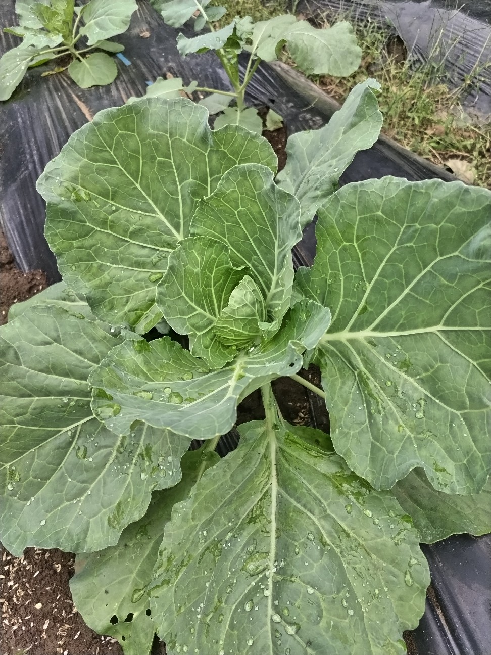 f:id:ikukyuchu:20241007015433j:image