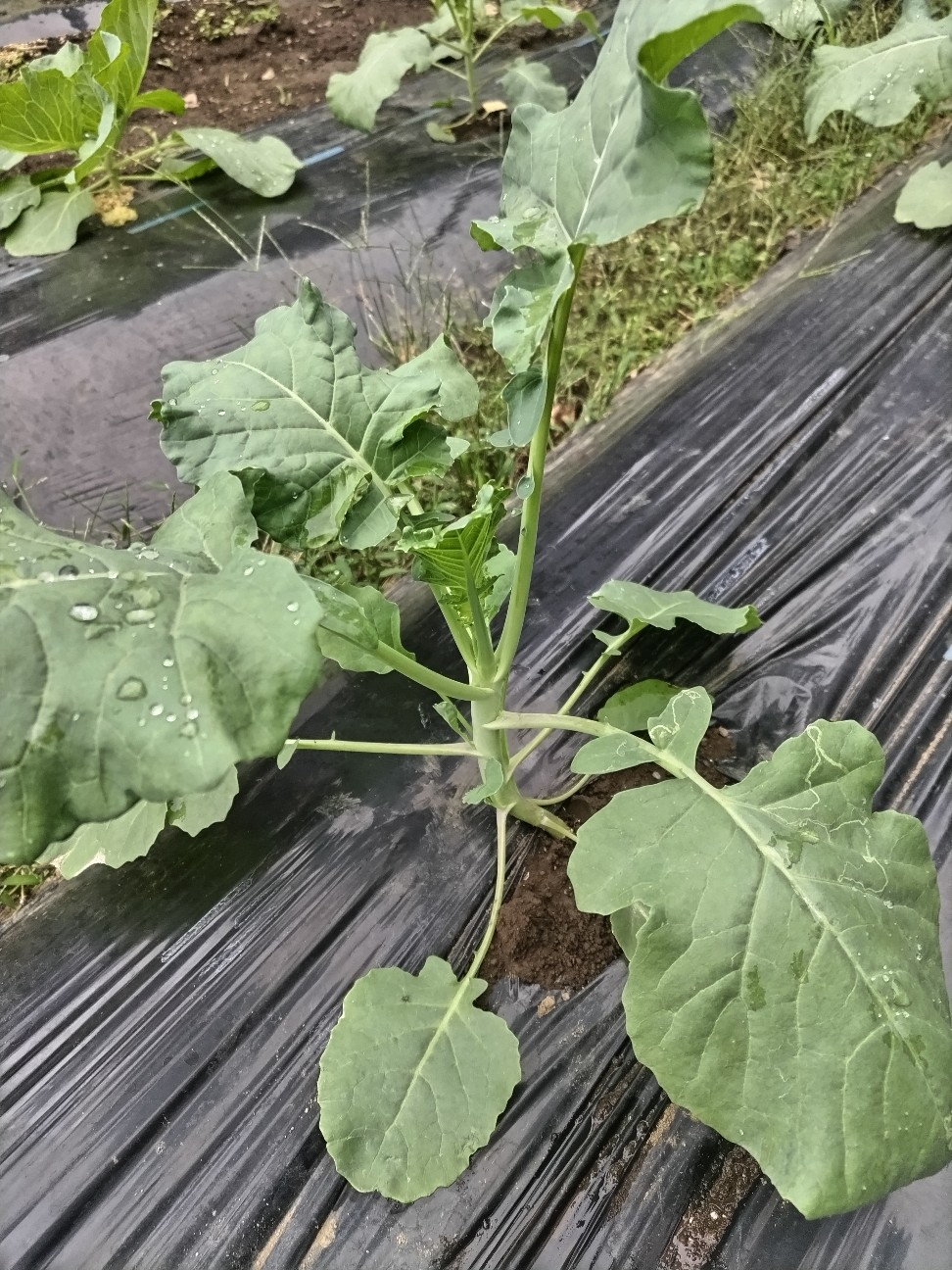 f:id:ikukyuchu:20241007015453j:image