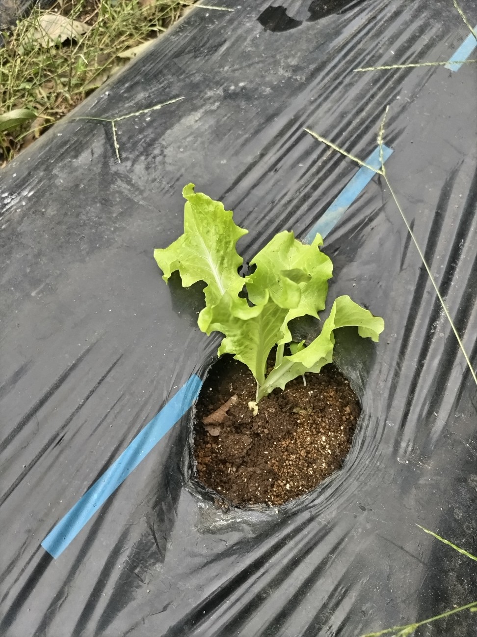 f:id:ikukyuchu:20241007015527j:image