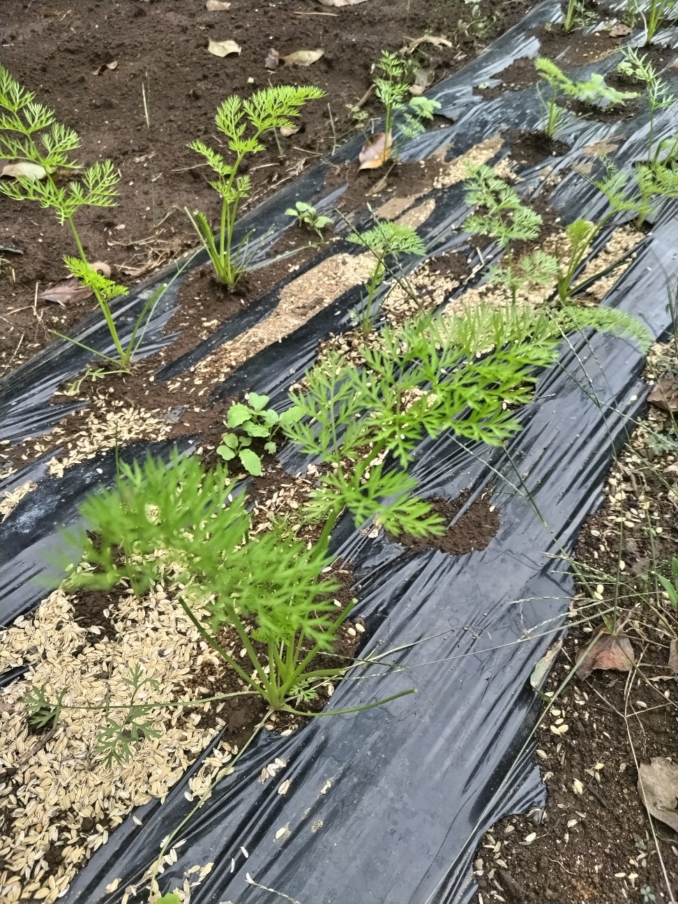 f:id:ikukyuchu:20241007015559j:image