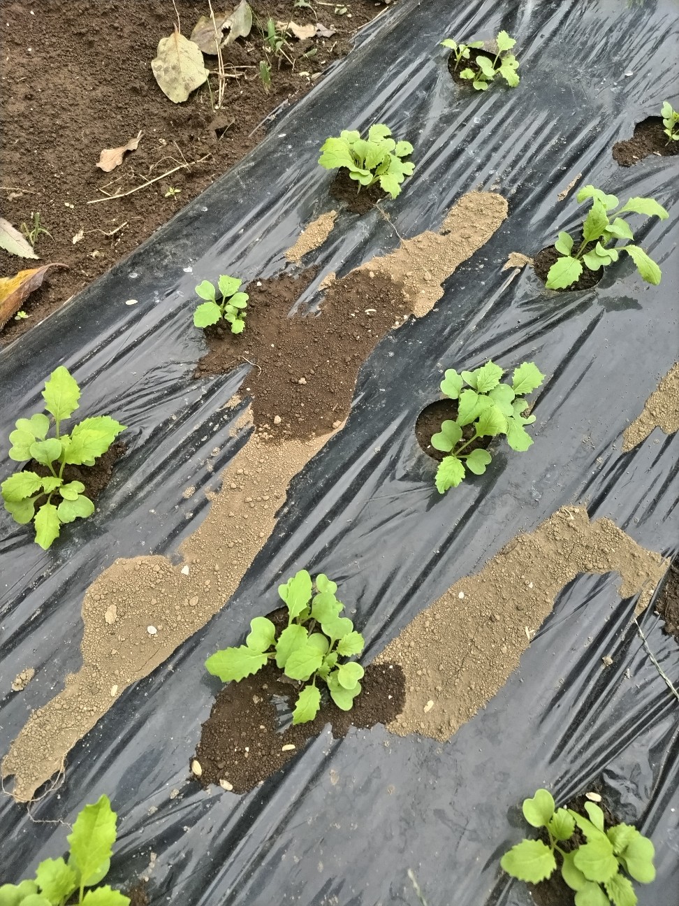 f:id:ikukyuchu:20241007015619j:image