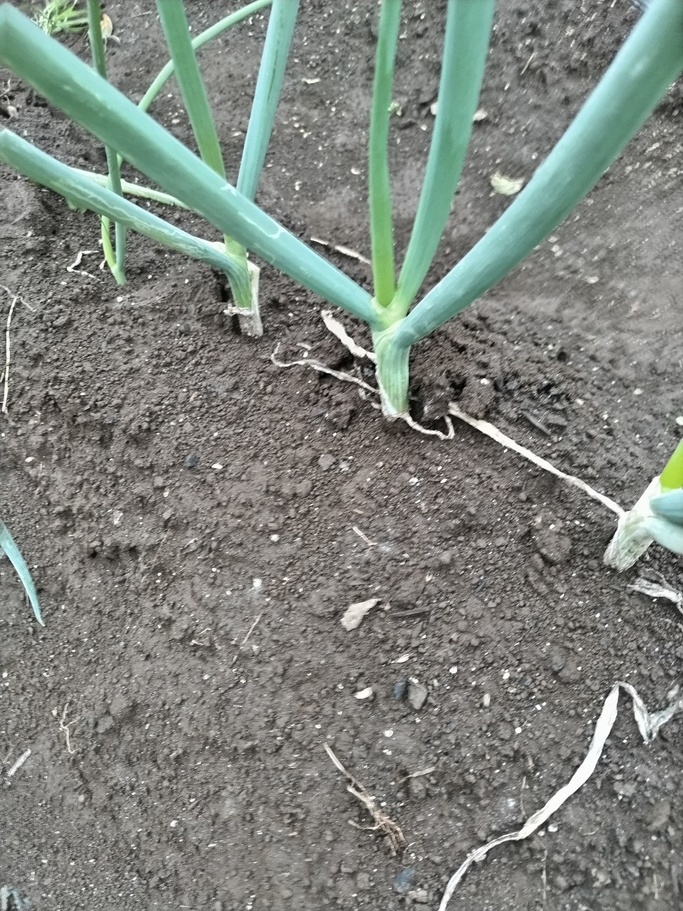 f:id:ikukyuchu:20241007015642j:image