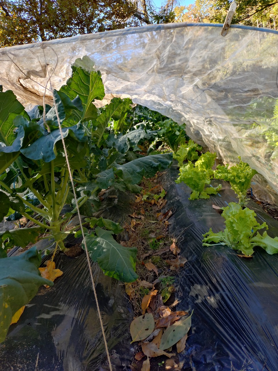 f:id:ikukyuchu:20241202123712j:image f:id:ikukyuchu:20241202123712j:image