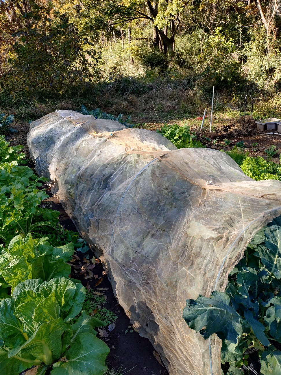 f:id:ikukyuchu:20241202141752j:image f:id:ikukyuchu:20241202141752j:image