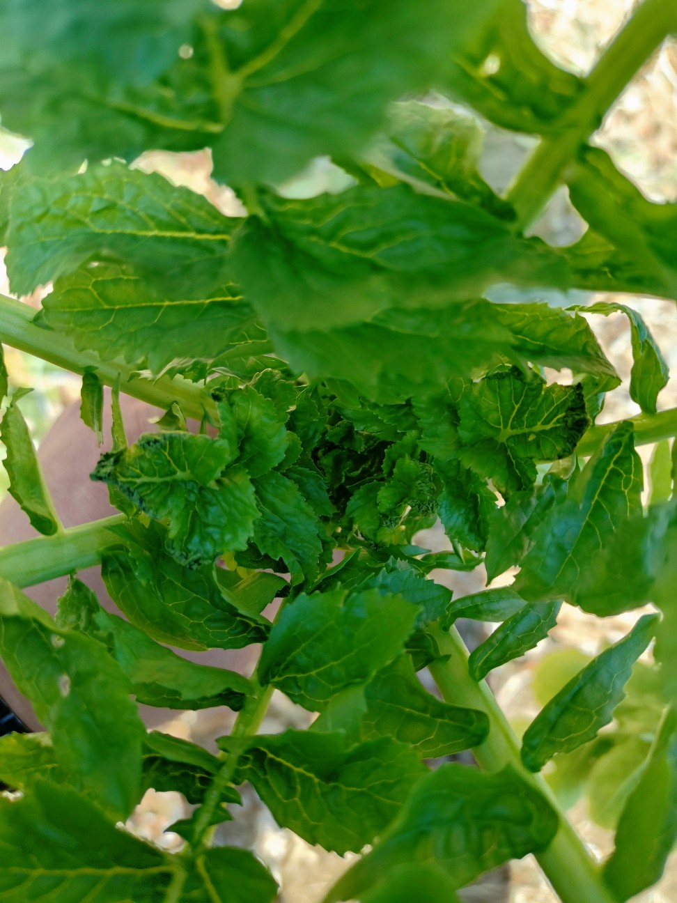 f:id:ikukyuchu:20250211141546j:image