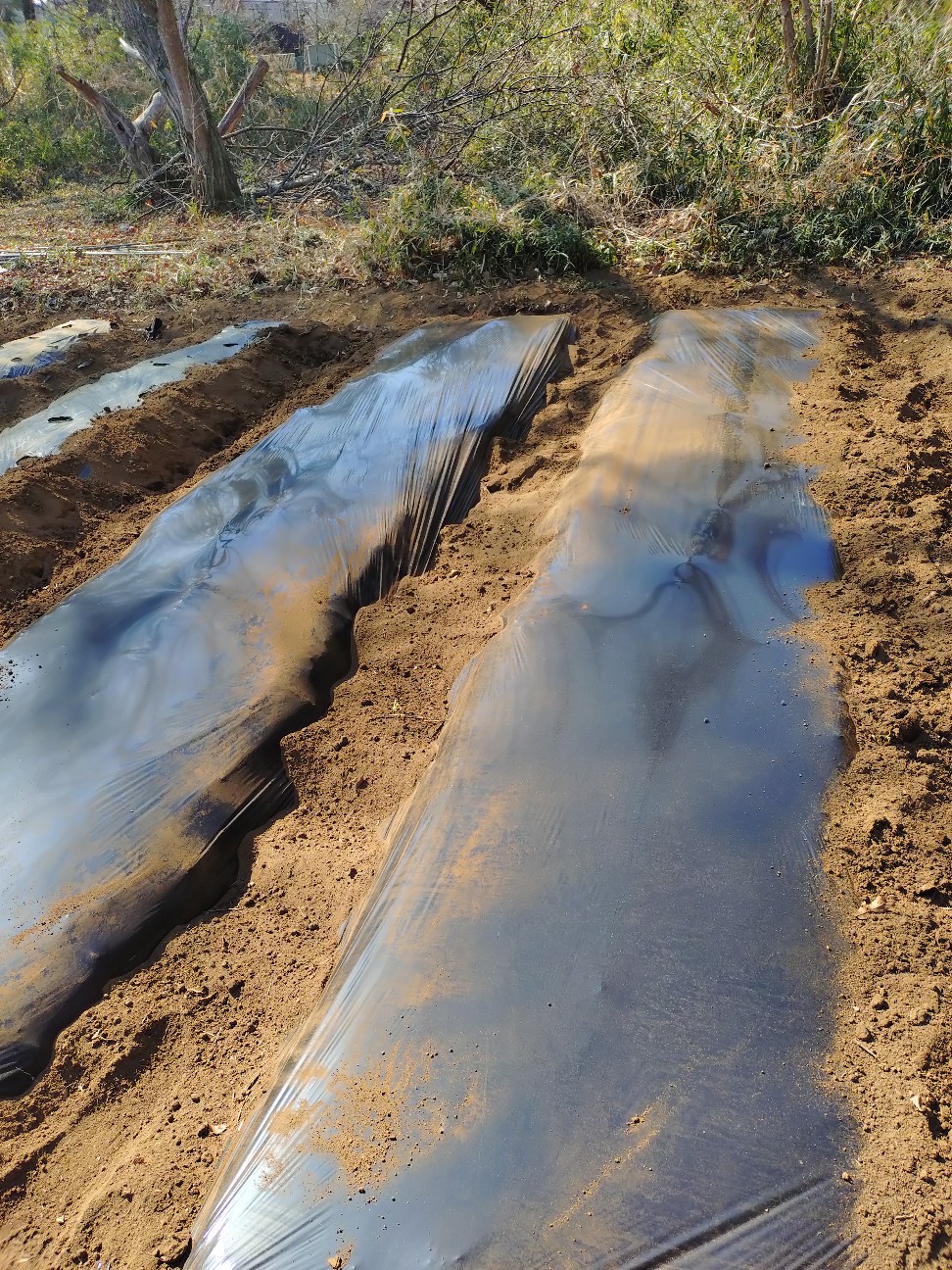 f:id:ikukyuchu:20250228091906j:image