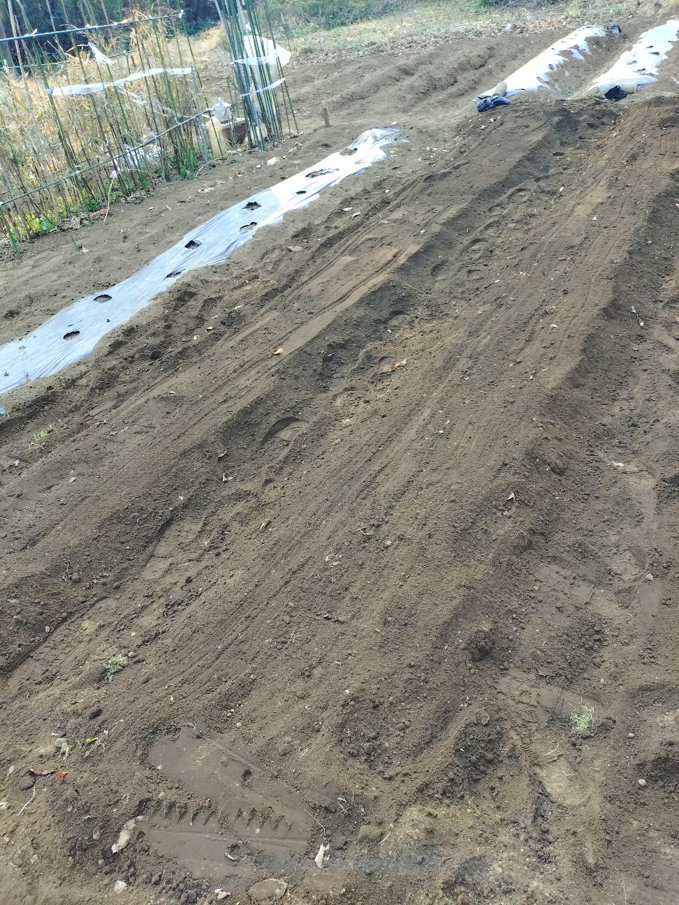 f:id:ikukyuchu:20250302185032j:image