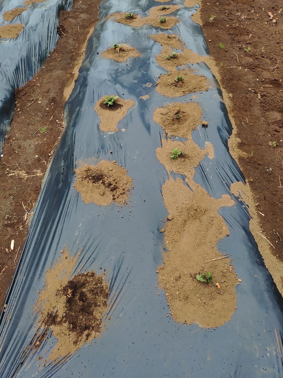 f:id:ikukyuchu:20250331173244j:image f:id:ikukyuchu:20250331173244j:image