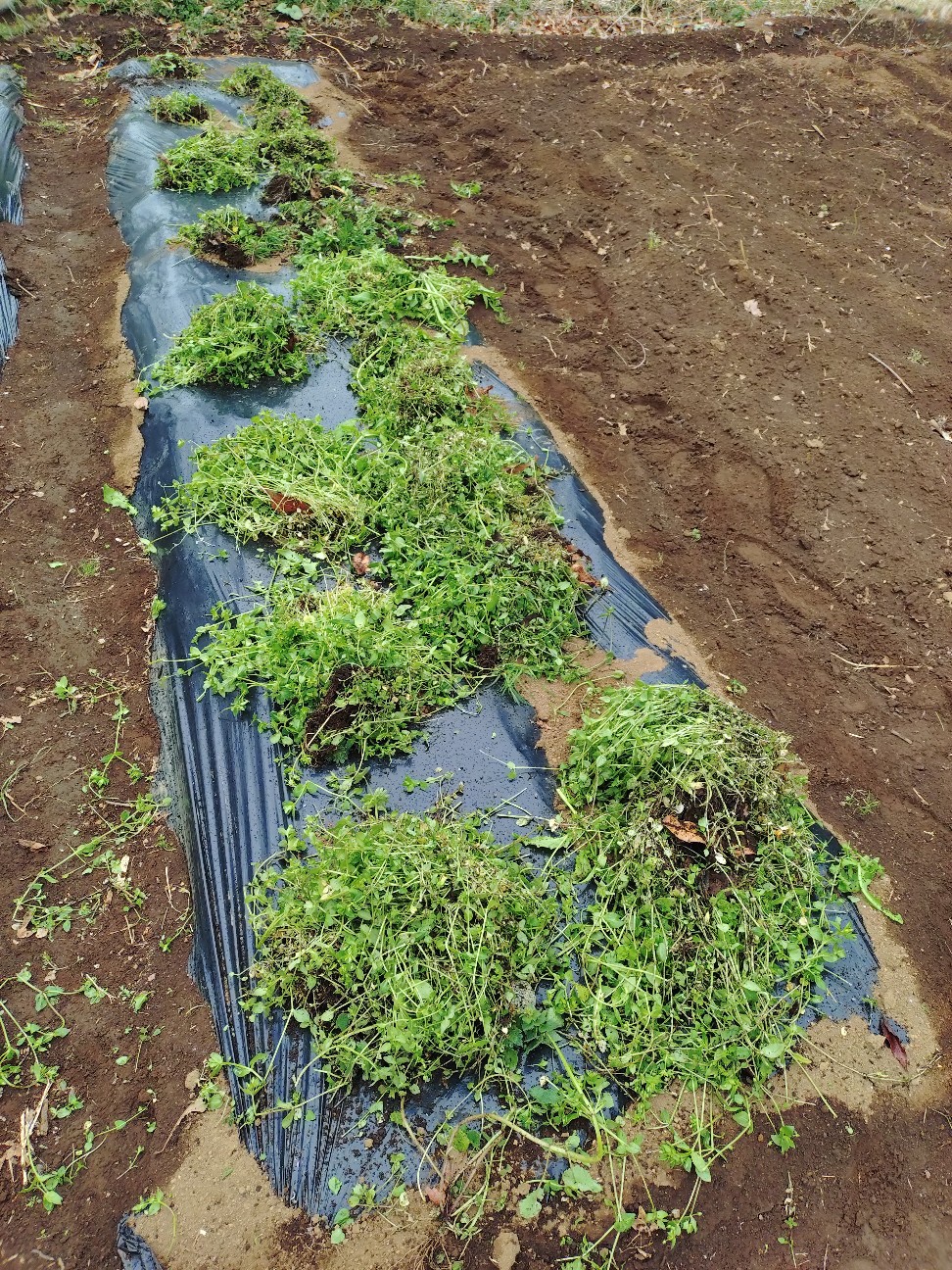 f:id:ikukyuchu:20250331174827j:image f:id:ikukyuchu:20250331174827j:image