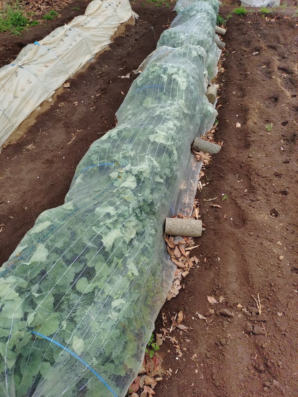 f:id:ikukyuchu:20250331180602j:image f:id:ikukyuchu:20250331180602j:image