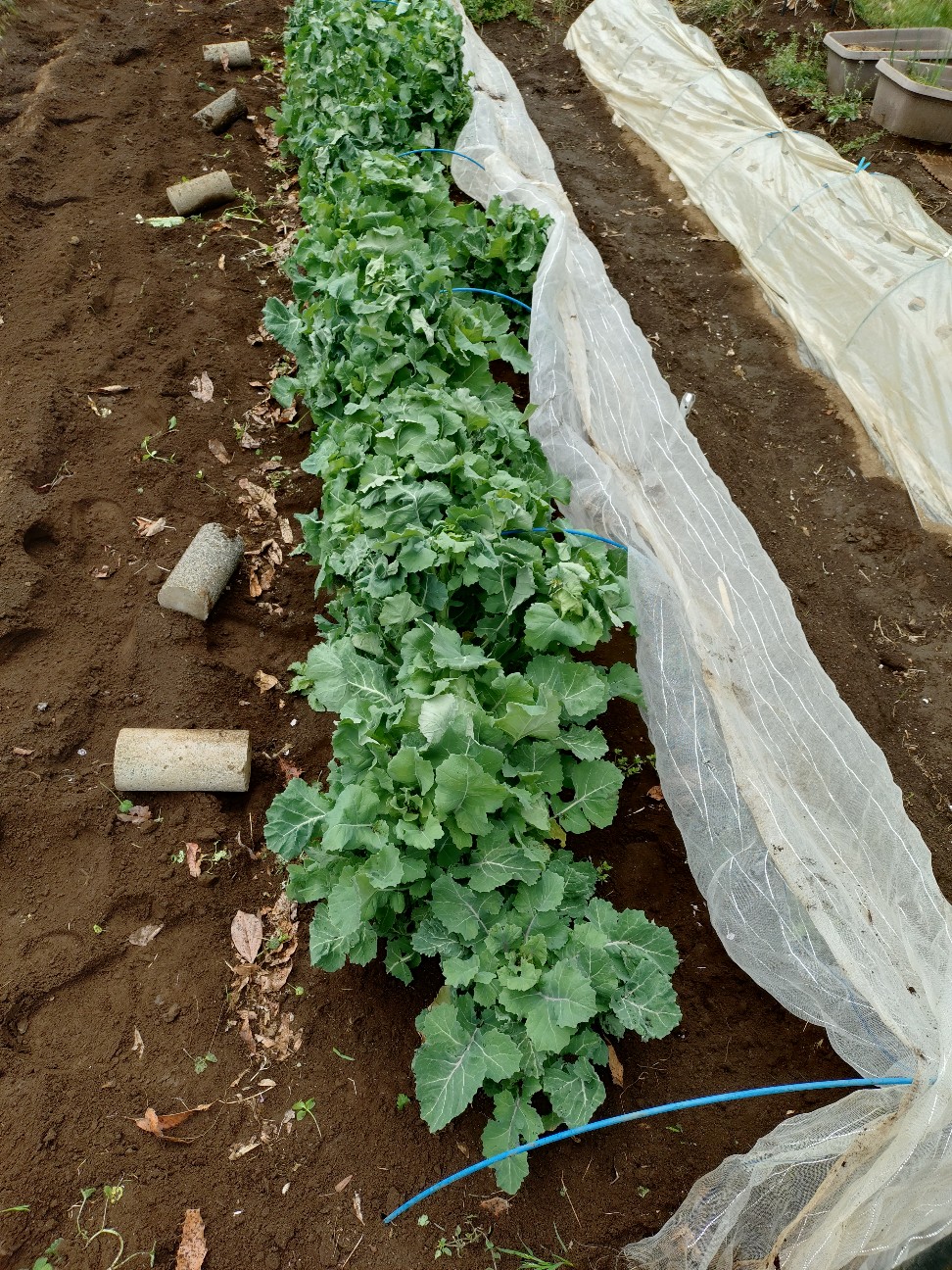 f:id:ikukyuchu:20250331180840j:image f:id:ikukyuchu:20250331180840j:image