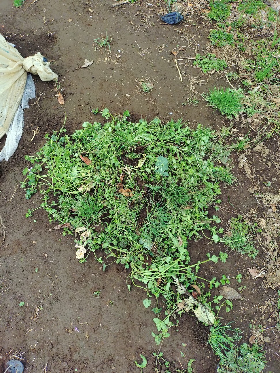 f:id:ikukyuchu:20250331180913j:image f:id:ikukyuchu:20250331180913j:image