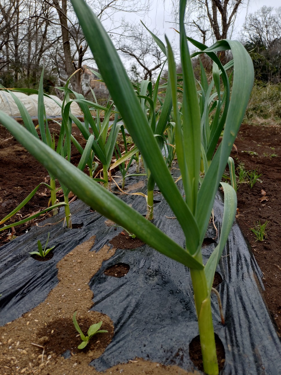 f:id:ikukyuchu:20250331181415j:image f:id:ikukyuchu:20250331181415j:image