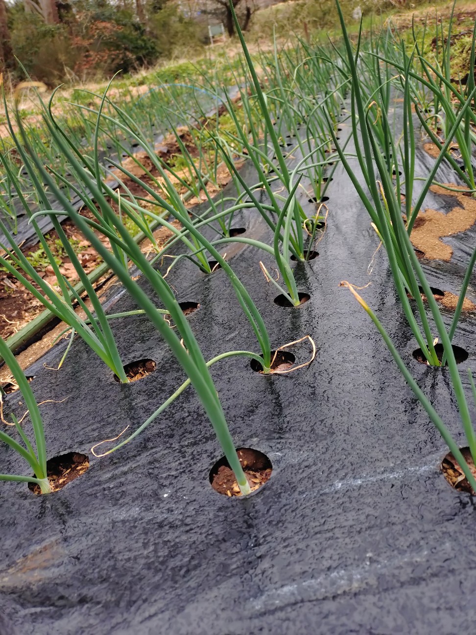 f:id:ikukyuchu:20250331181444j:image f:id:ikukyuchu:20250331181444j:image