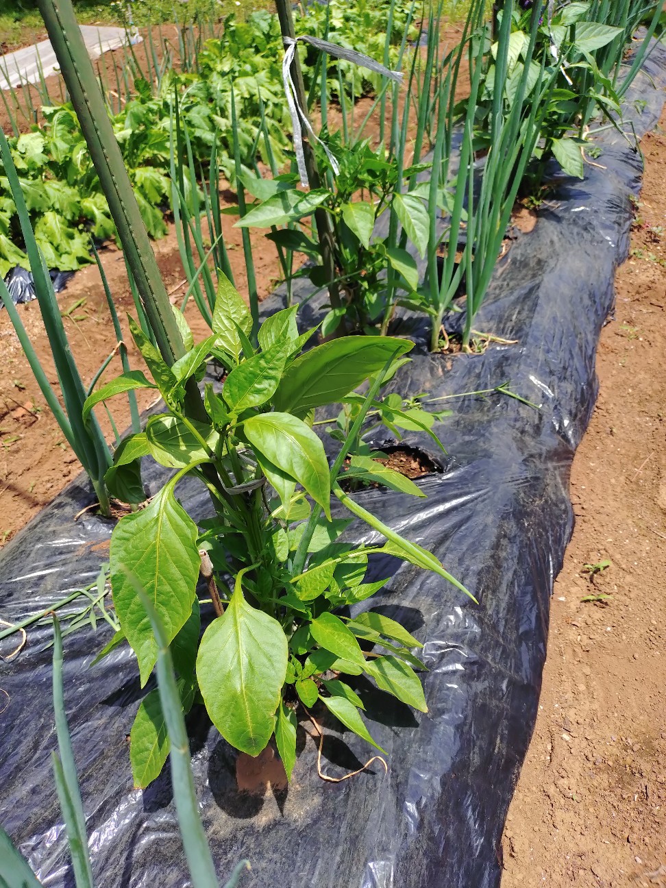 f:id:ikukyuchu:20250516200905j:image