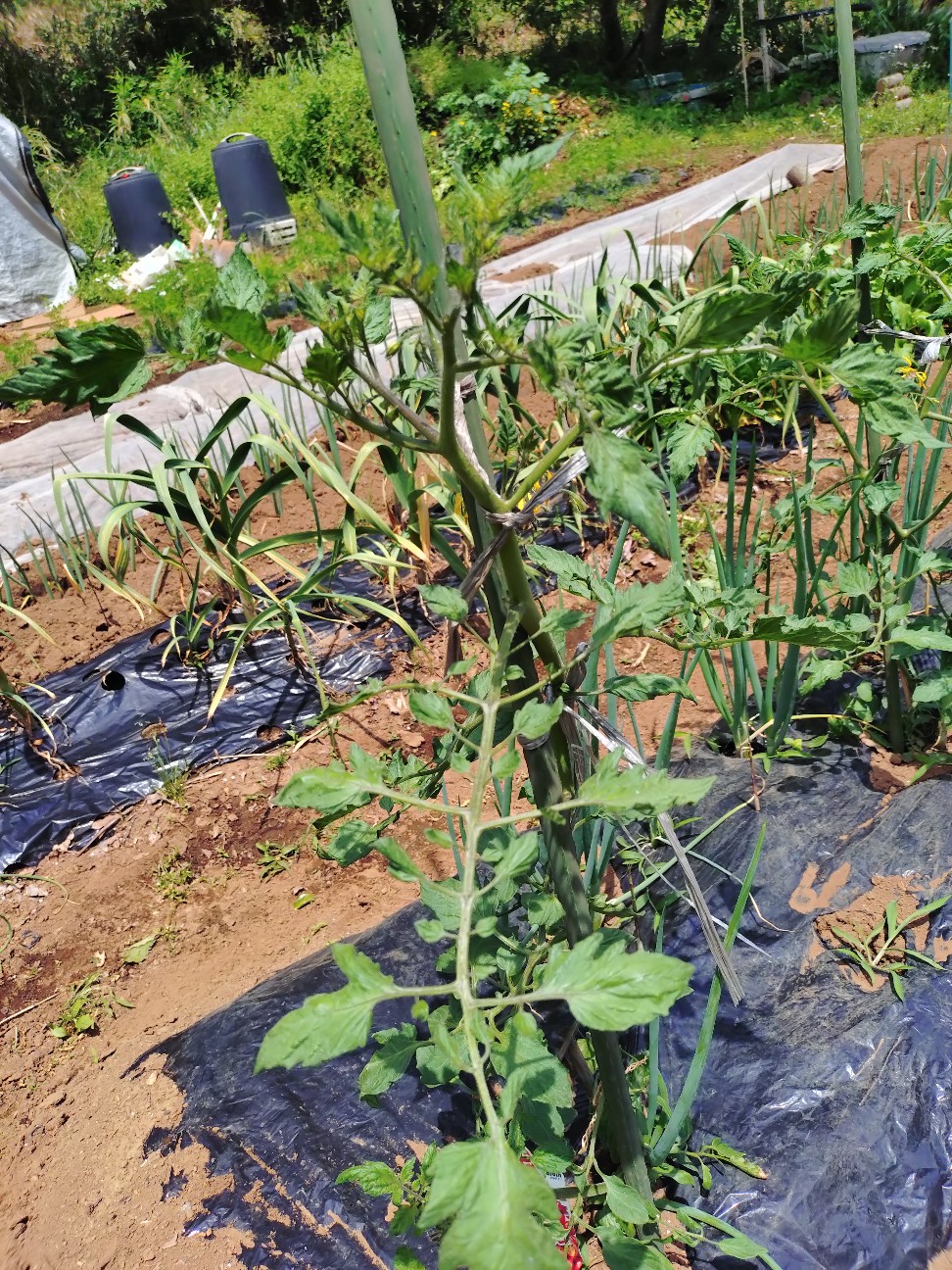 f:id:ikukyuchu:20250516200918j:image