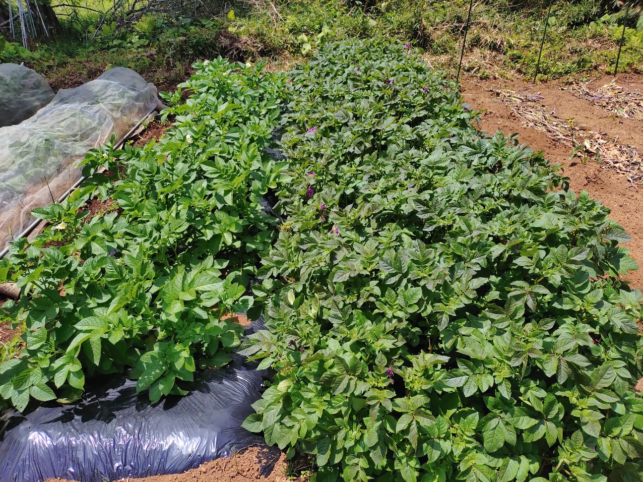 f:id:ikukyuchu:20250516200944j:image