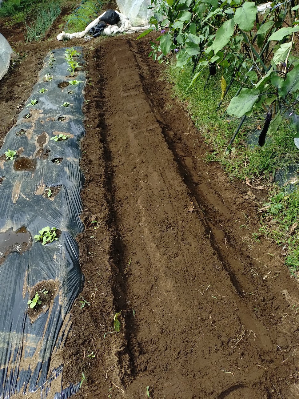 f:id:ikukyuchu:20250930161011j:image