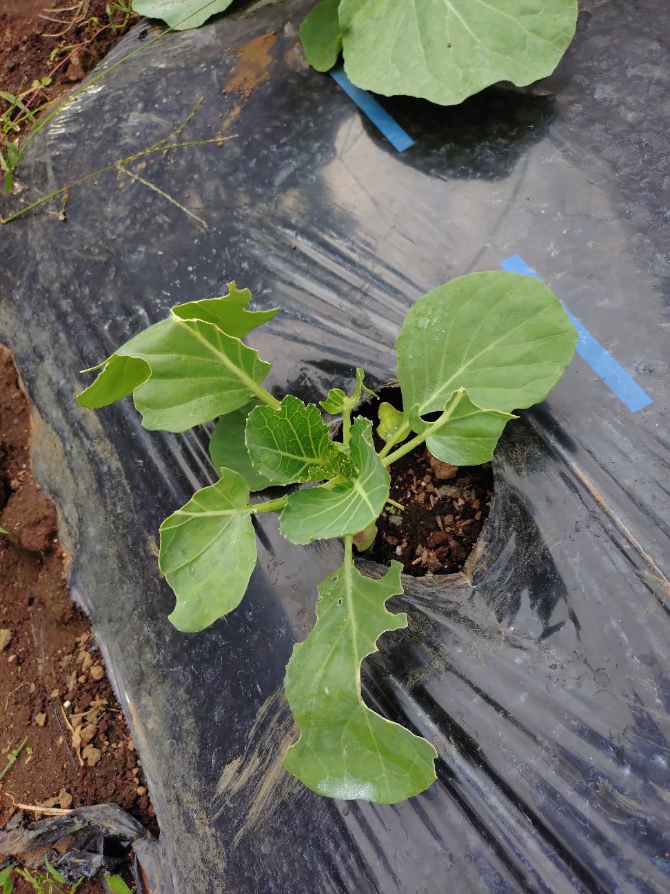 f:id:ikukyuchu:20251005184555j:image