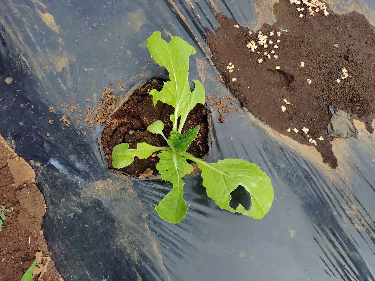 f:id:ikukyuchu:20251005184716j:image