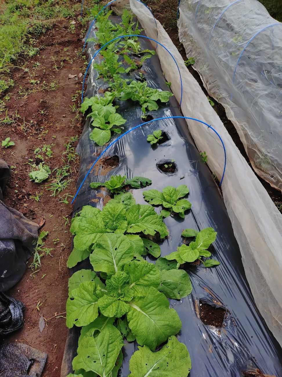 f:id:ikukyuchu:20251005184736j:image